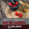 Carolina Reaper Sauce Recipe A Fiery Guide